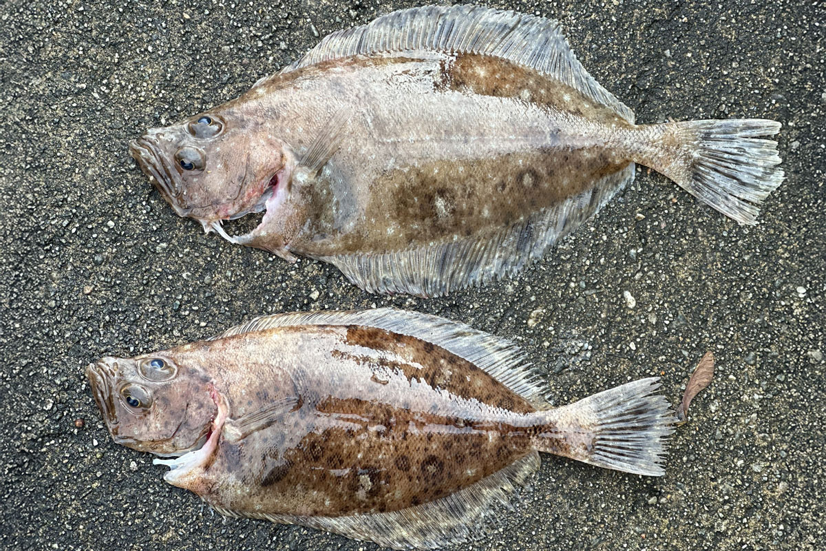 To flyndrer som ligger ved siden av hverandre