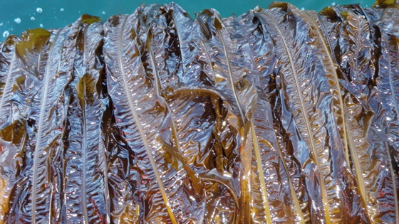 Developing new products from kelp