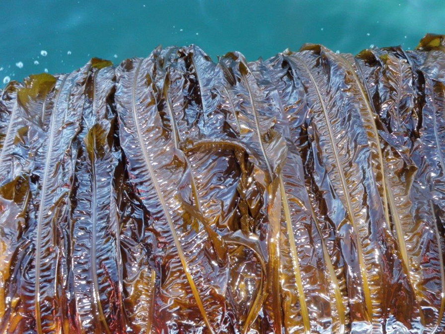 Developing new products from kelp - Vimarsana News