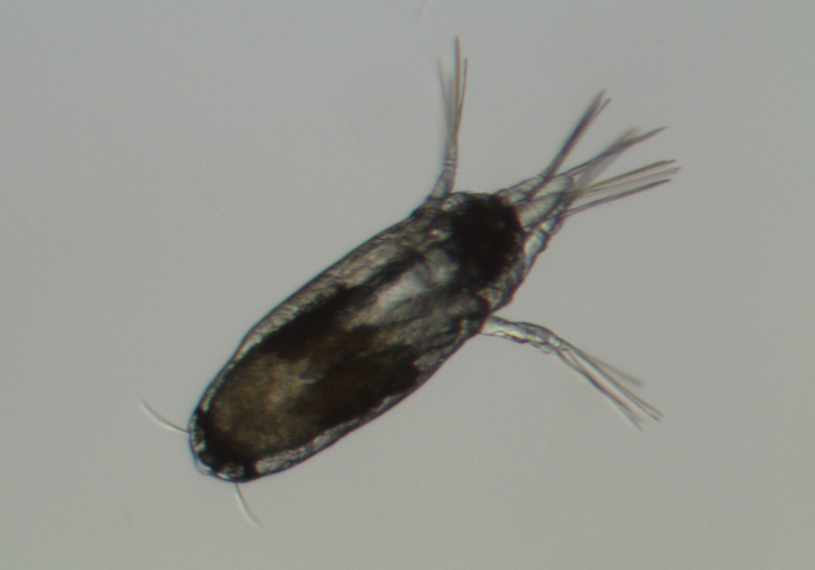 Fanger lusa før den setter seg på fisken