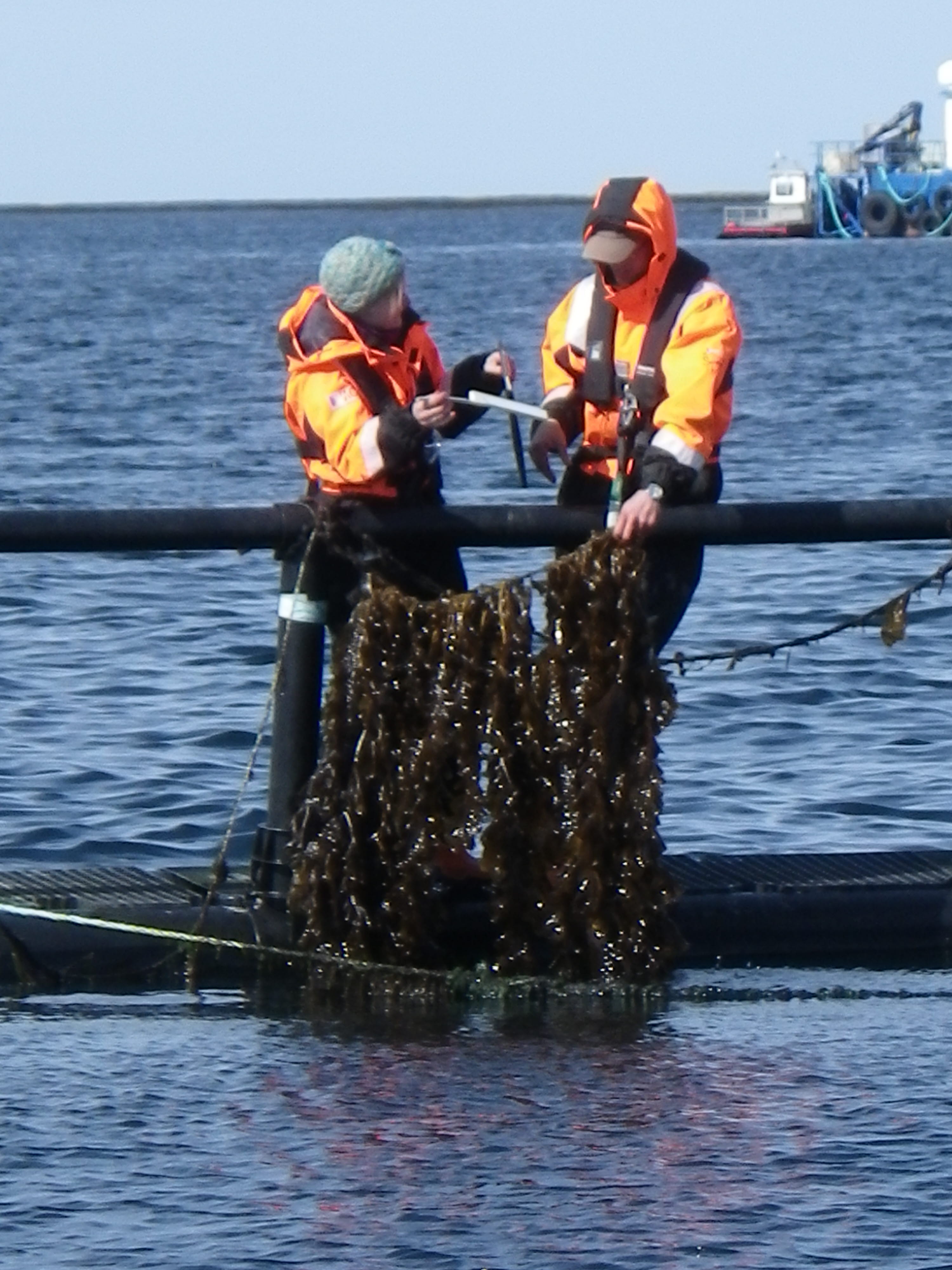 Dyrking av tare ved oppdrettsanlegg