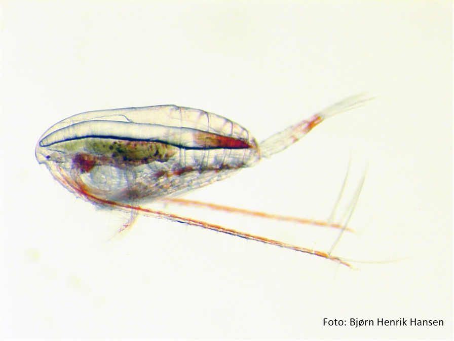Calanus Catching Fisheries Technology - SINTEF