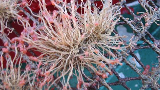 BYEFOULING – Low-toxic cost-efficient environment-friendly antifouling materials