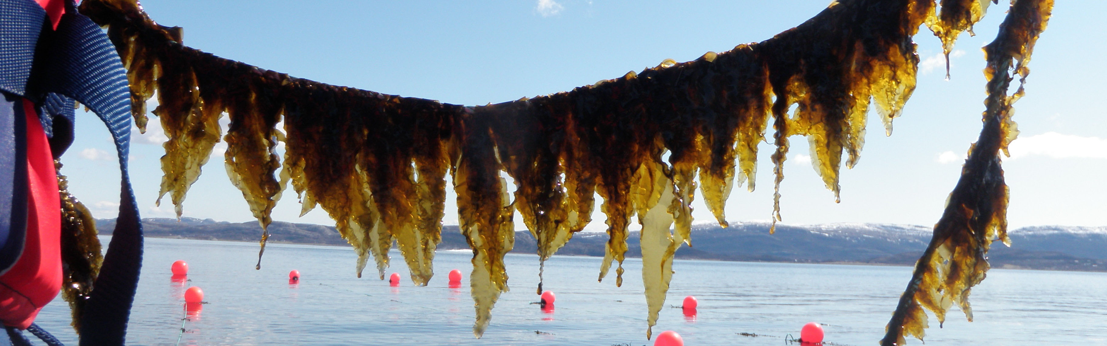 SeaTaste - Development of healthy flavour compounds from Norwegian macroalgae