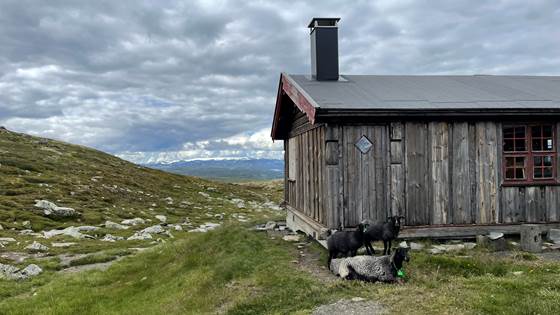 Sirkulær verdikjede for smarte øremerker - CircleTag