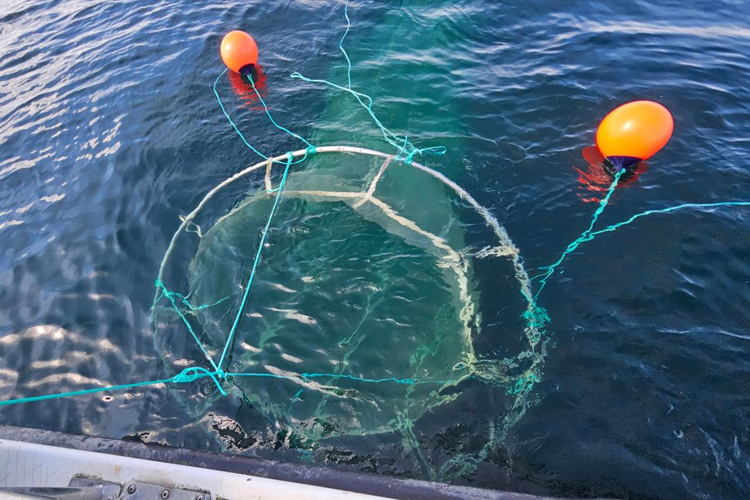 Trawl net just before being hoisted on board.