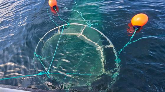 What inhibits fishing for Calanus?