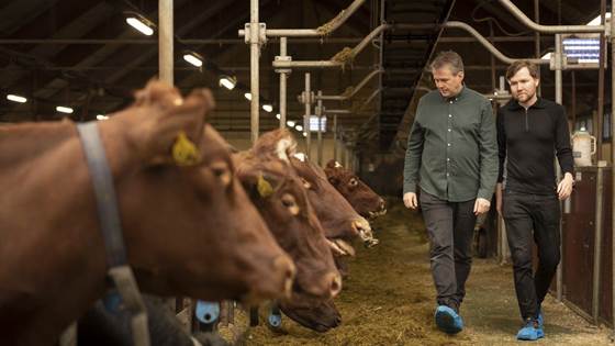 Bærekraftig gårder med redusert utslipp fra kveg
