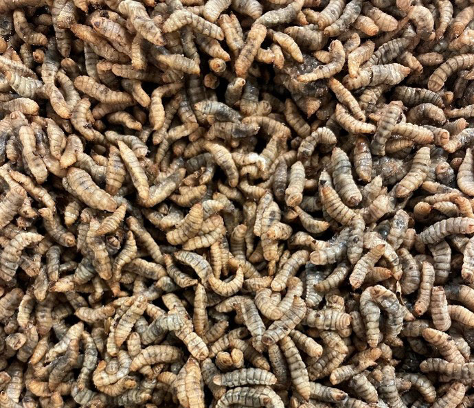 Teknologi for tørking av insektslarver