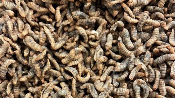 Teknologi for tørking av insektslarver