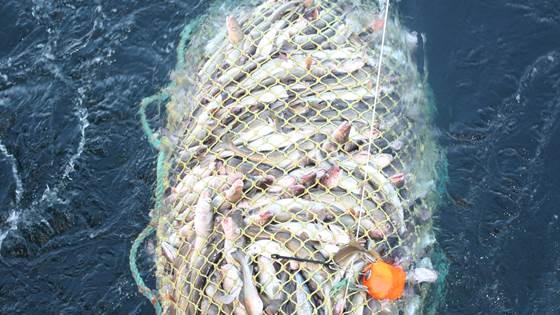 Solutions to vessels with large catches