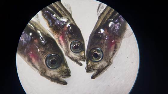 MERTORSK - Kartlegge årsaker til varierende overlevelse og kvalitet i startfôring av torsk