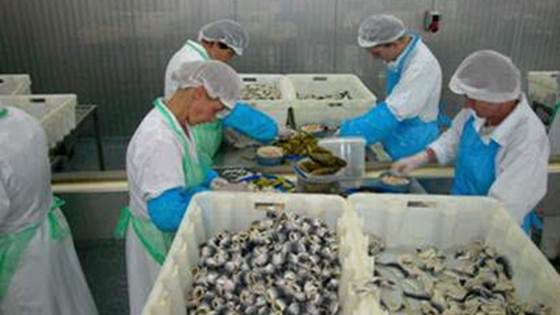 Marinerte sildeprodukter