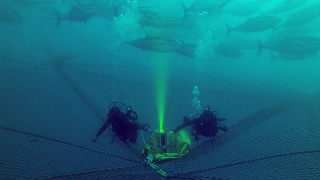 To dykkere under vann med UTOFIA-kameraet