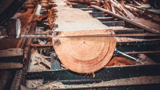 Sagflis blir klimavennlig fiskefôr