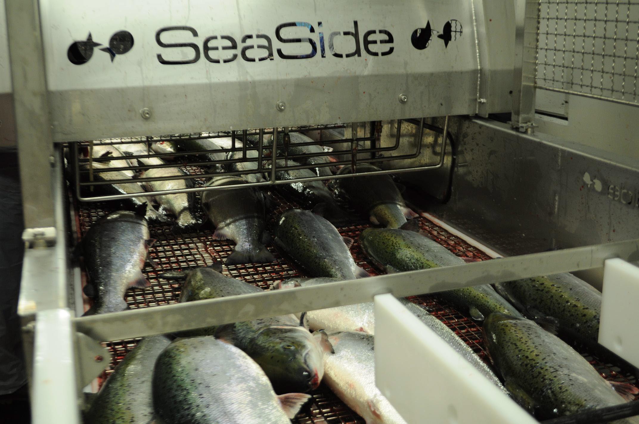 Automatisert industriell avliving av laks