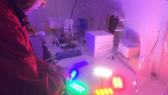 Production of astaxanthin from microalgae – HØYLYS