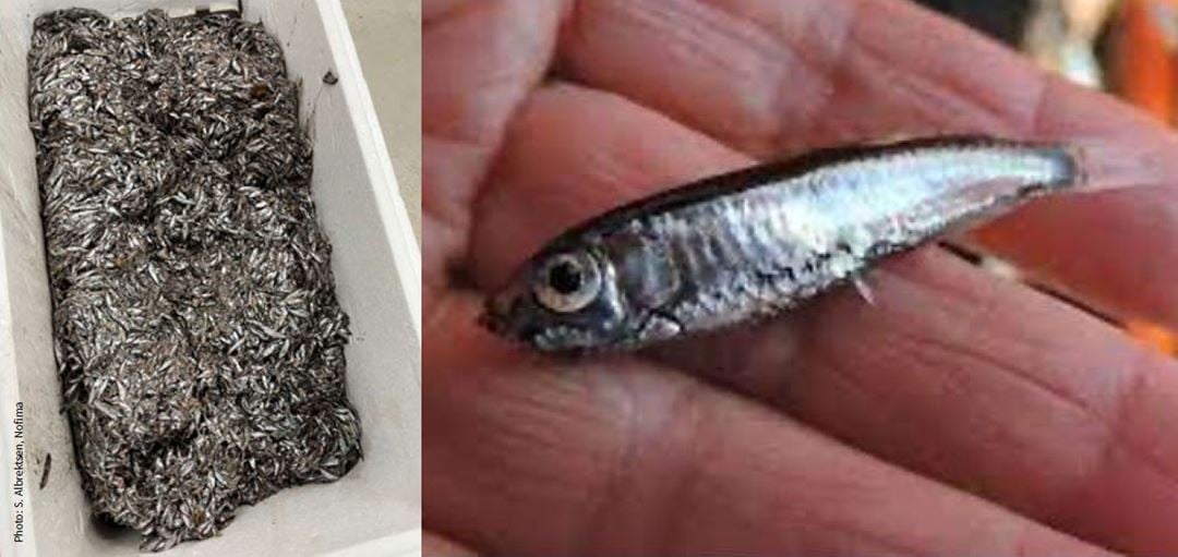 Kollasj med laksesild.