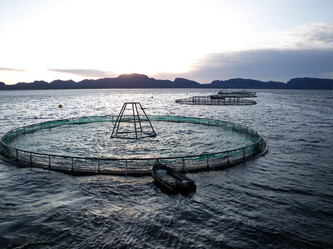 Salmon cage