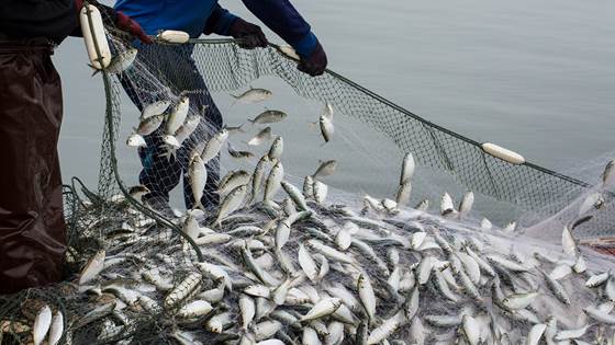 OptiFish - Optimalisering av digital fangstinformasjon og dokumentasjon fra europeiske fiskerier