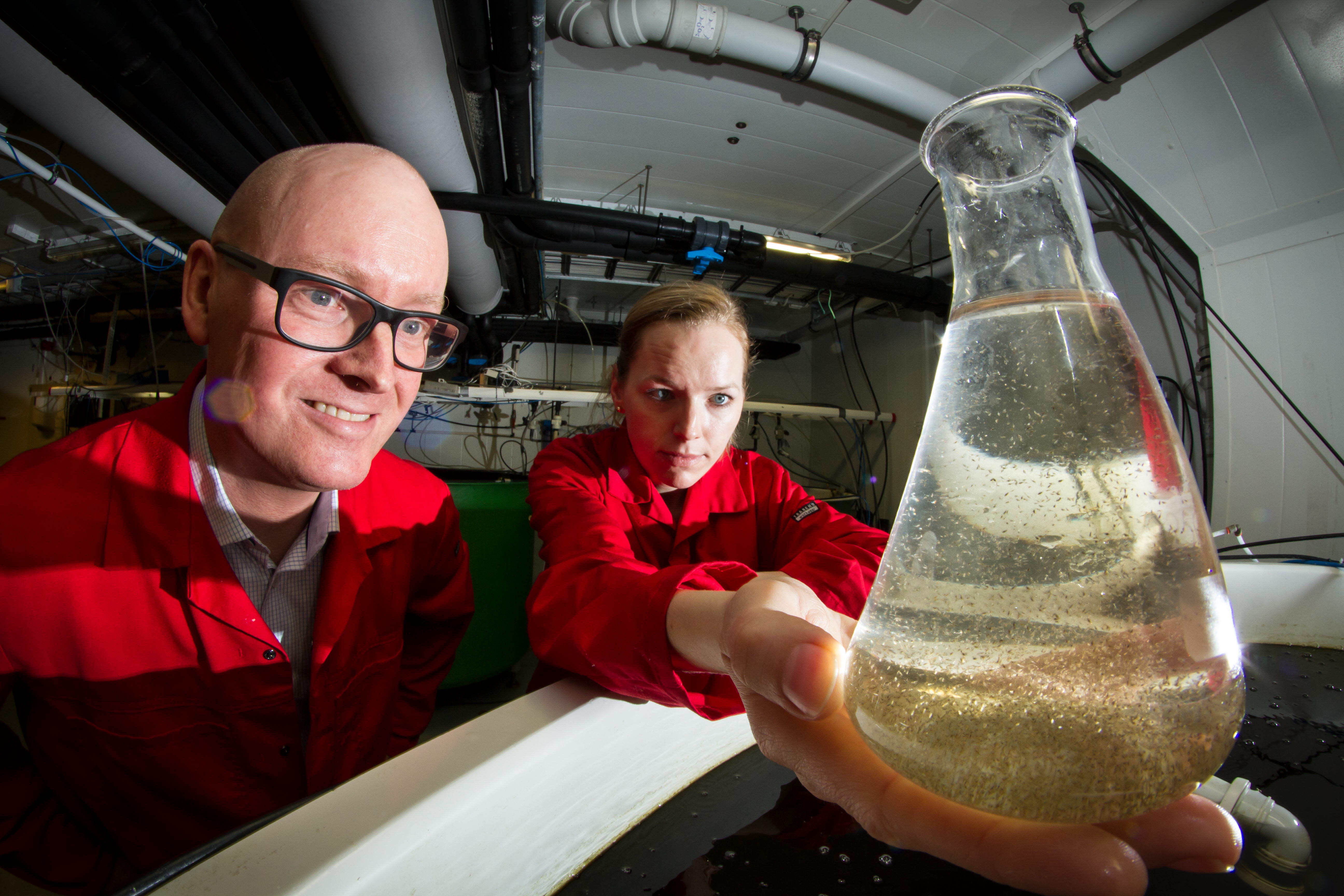 SINTEF-knoppskudd bygger fabrikk for yngelfôr