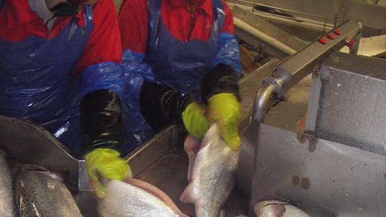 Kartlegging av behov for kompetanse og arbeidskraft i sjømatnæringen