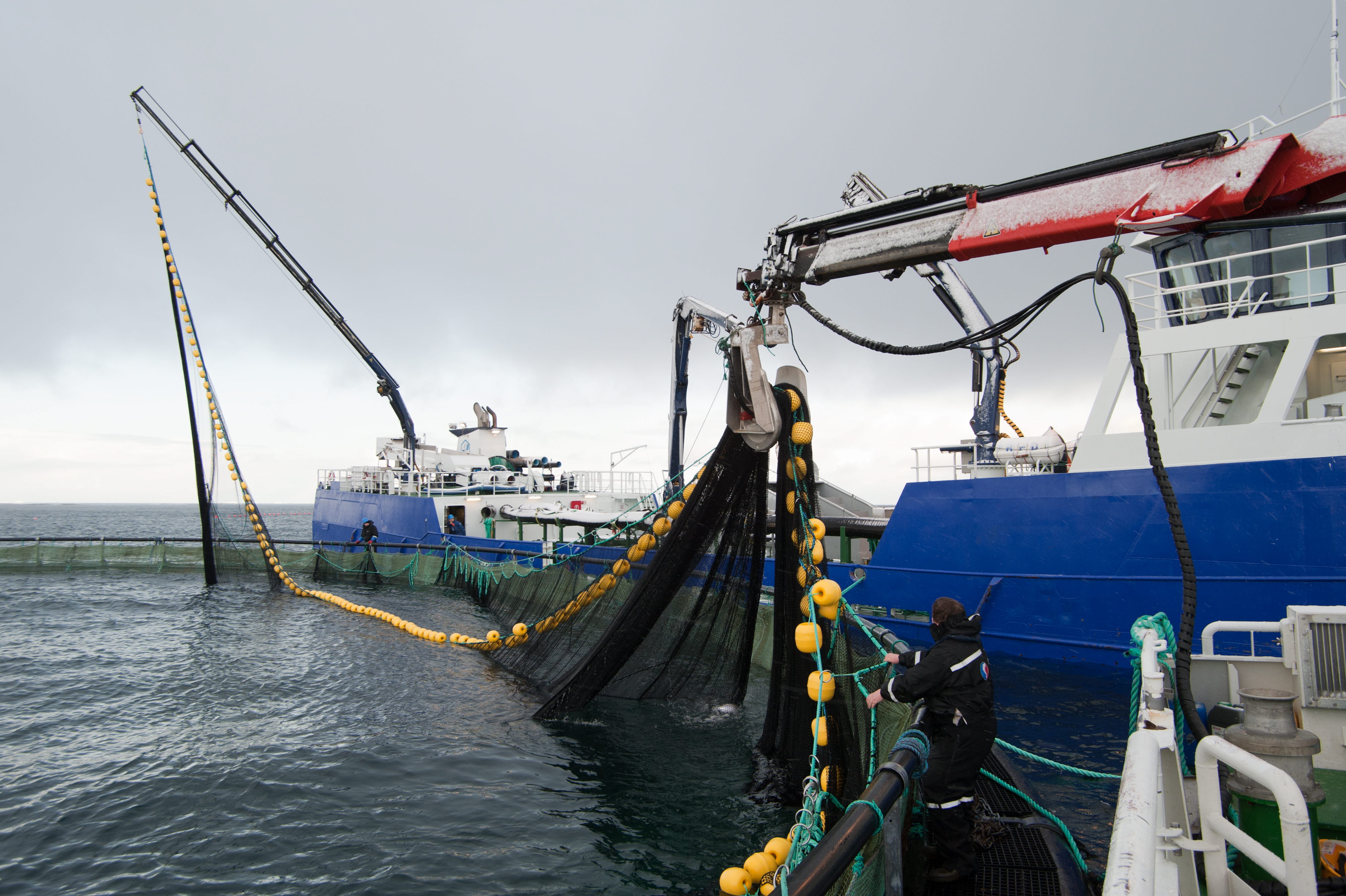 oppdrettsmerd og fartøy