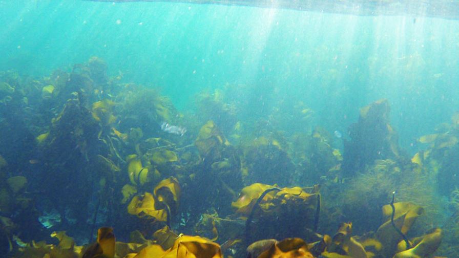 Seaweed Applications - Muligheter og utfordringer 2023