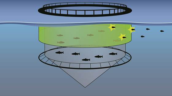 Siste nytt om luseskjørt og snorkelmerd