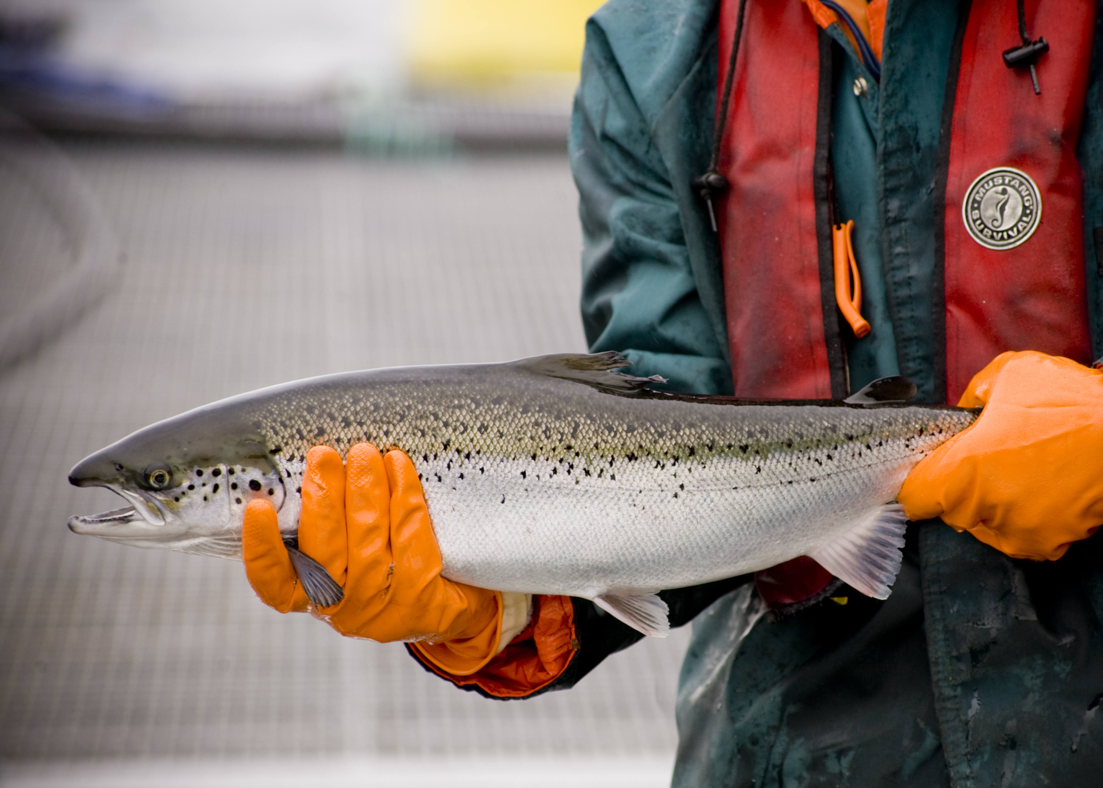 Skal forske på ny teknologi og fiskevelferd på værutsatte oppdrettsanlegg