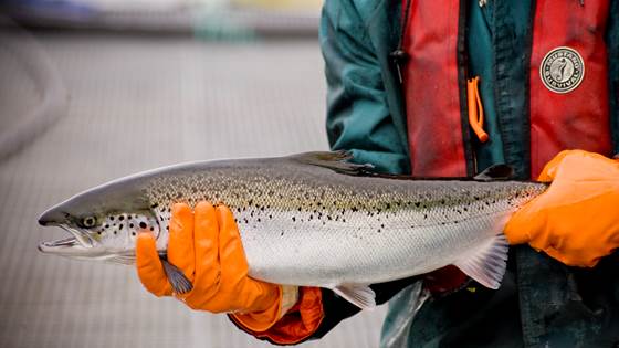Skal forske på ny teknologi og fiskevelferd på værutsatte oppdrettsanlegg