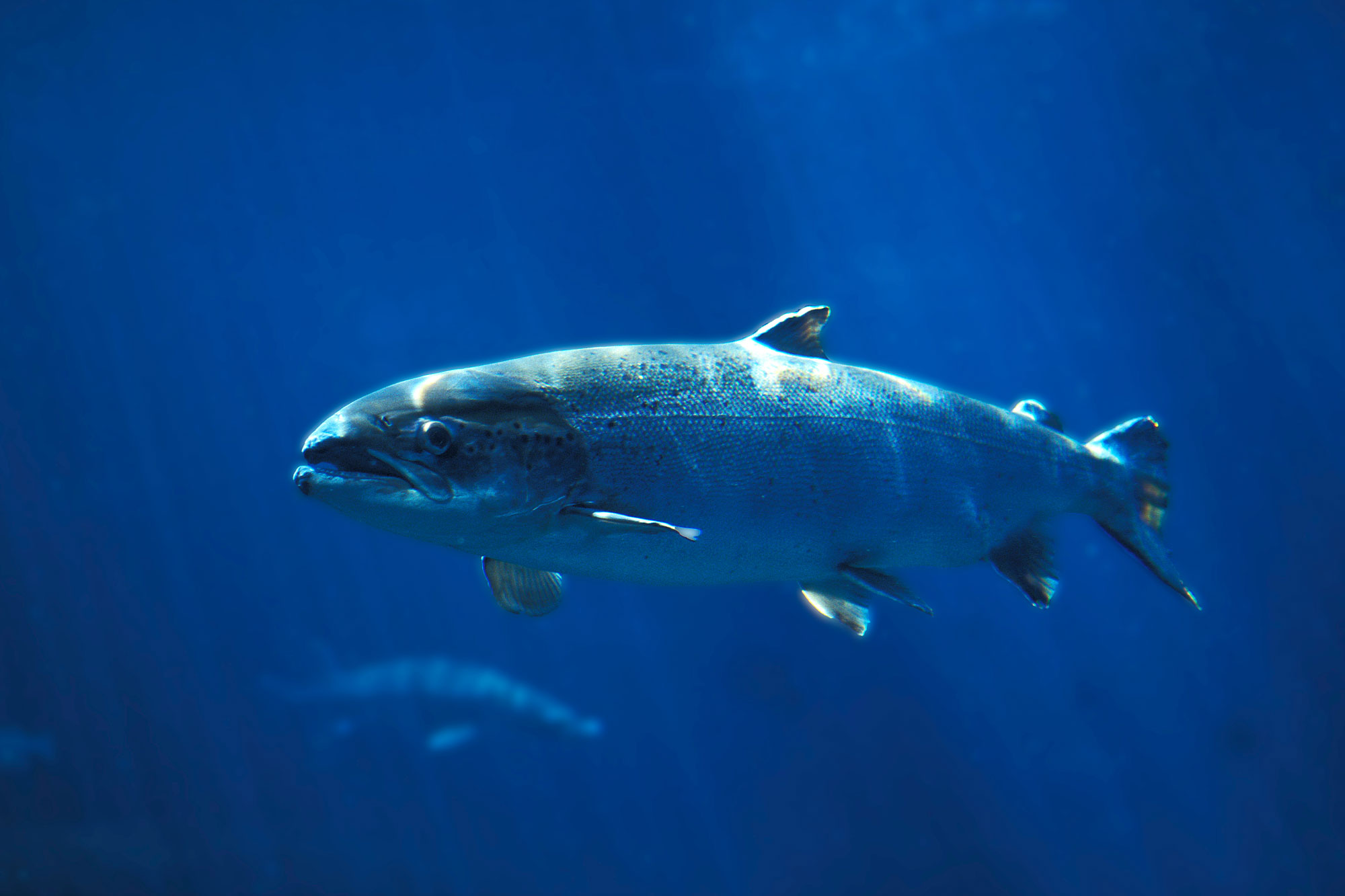 Laks som svømmer i blått vann