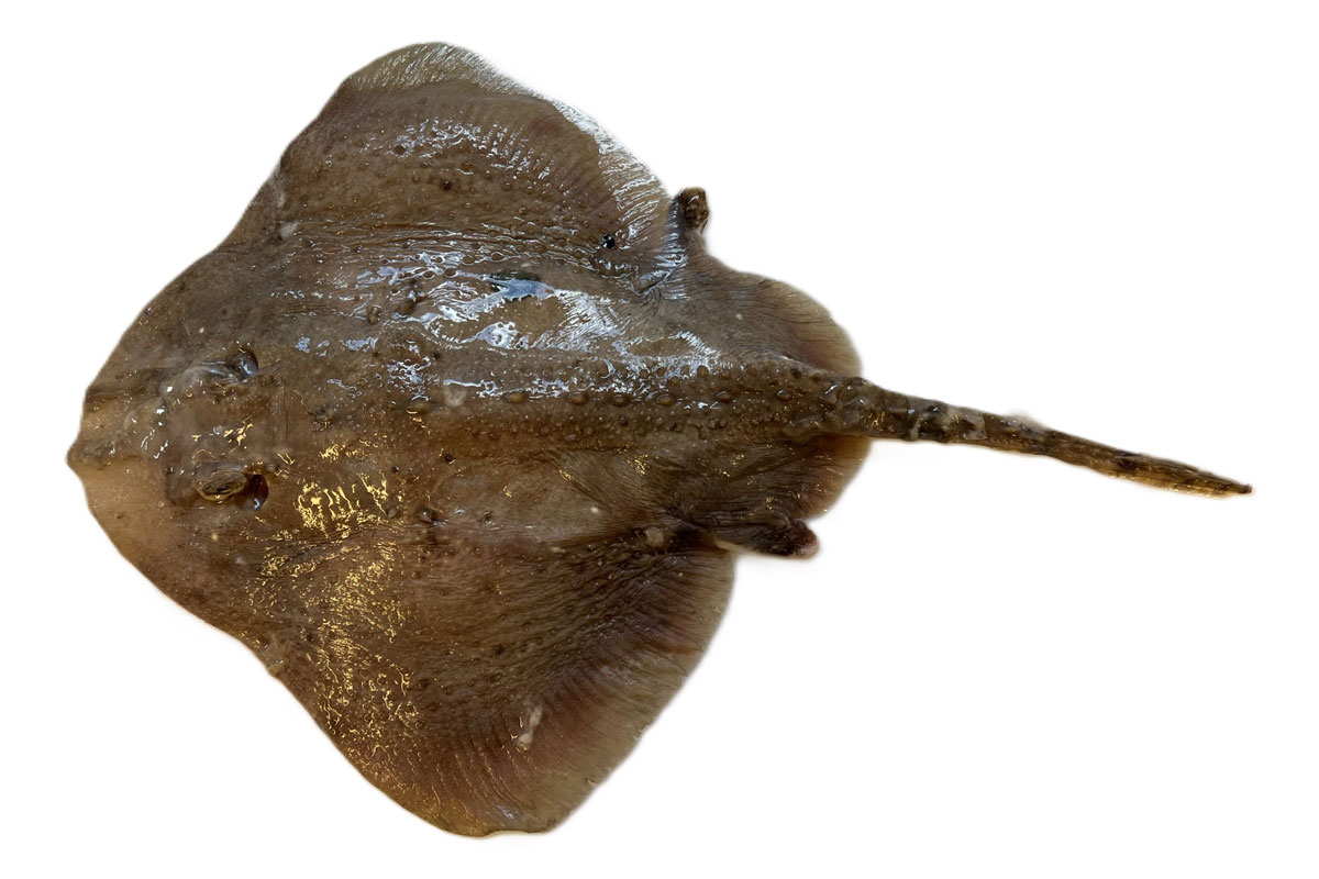 BRAVE – By-catch valoRisation into Added-Value ingrediEnt