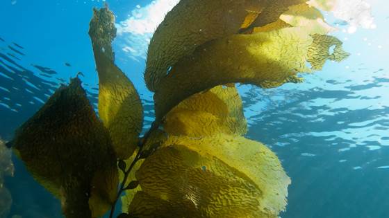 COP27/Bellona event: Carbon capture with seaweed cultivation – How to do it right