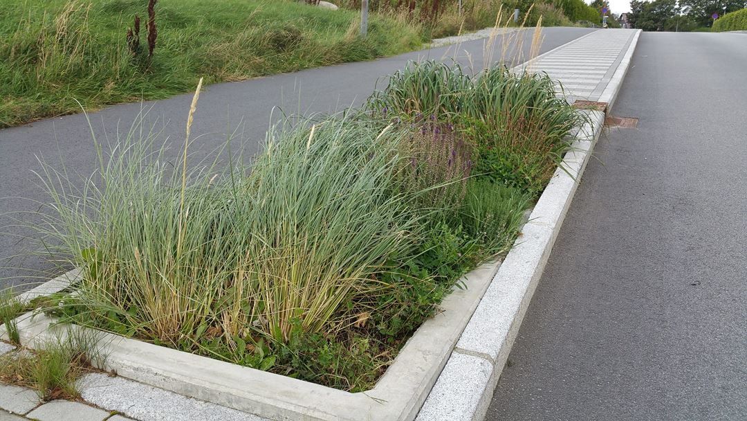 foto av regnbed mellom gangvei og bilvei