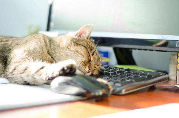 Cat relaxing on keyboard