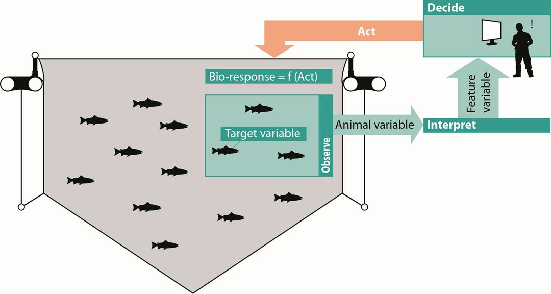 Illustration unit with fish