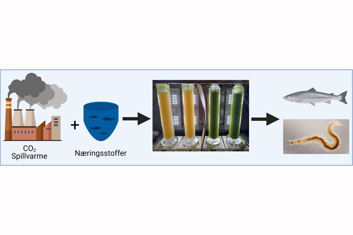 ALGCO – Sirkulærproduksjon av mikroalger som fôringrediens under CO2-rike forhold
