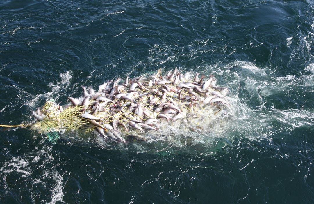 Fisk i garn i sjøen