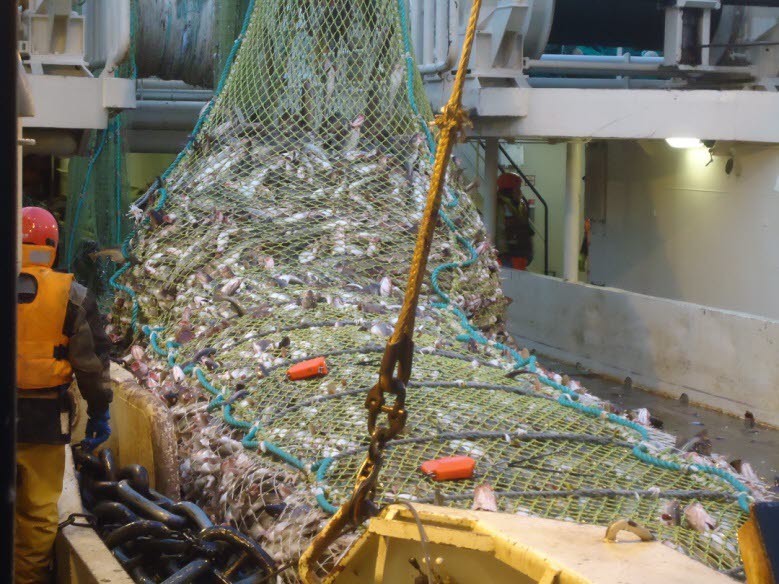 Gode toktresultater for flytetrål