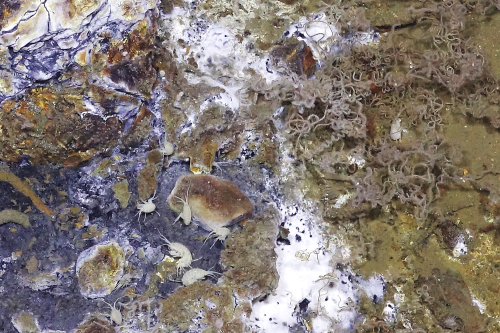 Her ser vi igjen amfipoder, til venstre for midten. Rørormene, de krøllede trådene til høyre, er enda mer synlige på dette bildet. Det hvite på bildet består sannsynligvis av en blanding av bakterier og mineraler – nok et tegn på hydrotermisk aktivitet. Bilde: ROV-team /GoNorth