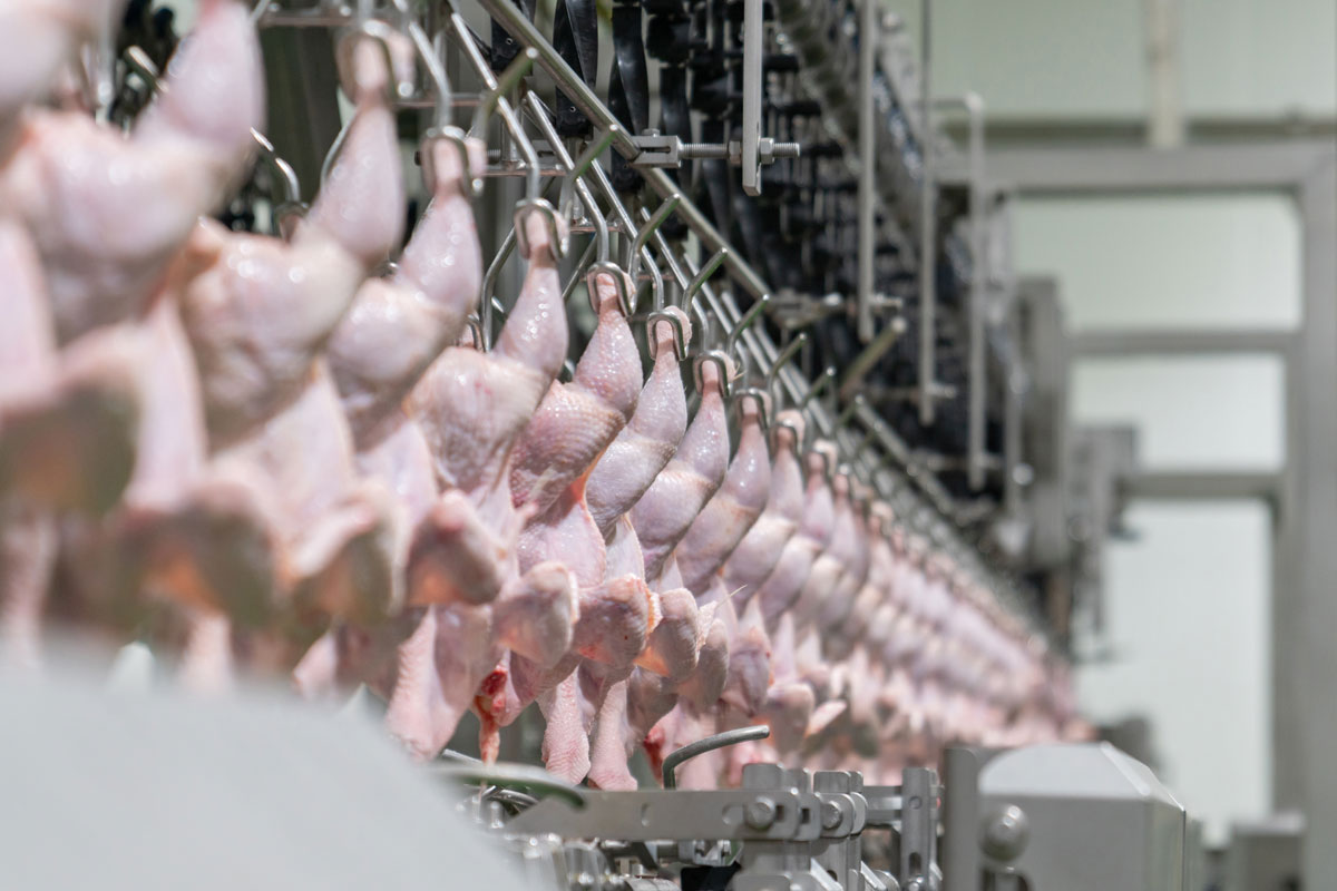 Autonom innmatskontroll av kylling