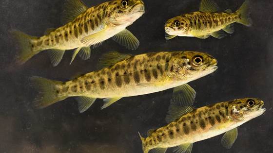 A “health centre” for juvenile salmon