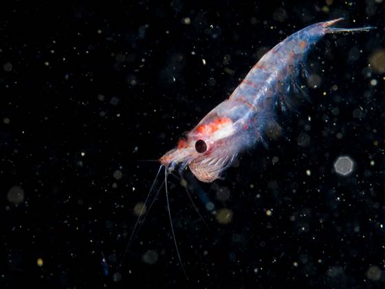 Lavtrofiske marine ressurser