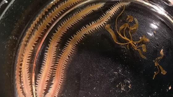 POLYCHAETE -  kultivering av Polychaeta som råvare for fôr