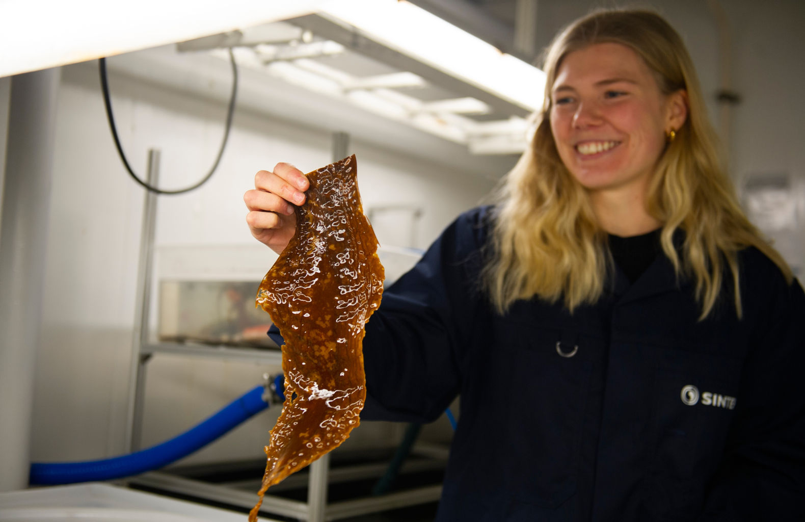 Picture of a resesarcher holding up a piece of seaweed in the laboratory