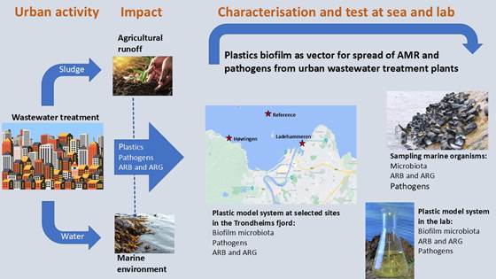 PlastiSpread – Plast som en potensiell vektor for spredning av antimikrobiell resistens og patogener fra utslipp av avløpsvann i det marine miljøet