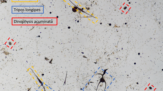 Mikroskopiske farer i havet