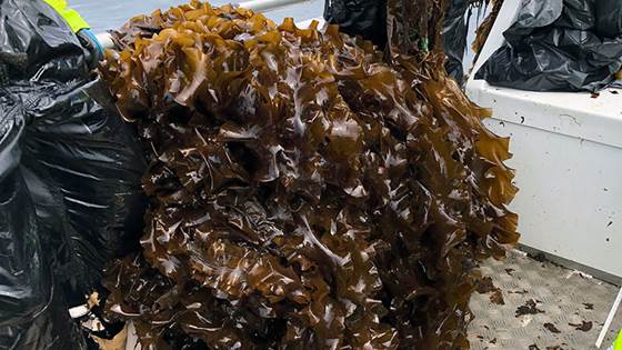 Kick-off for The Norwegian Seaweed Biorefinery Platform