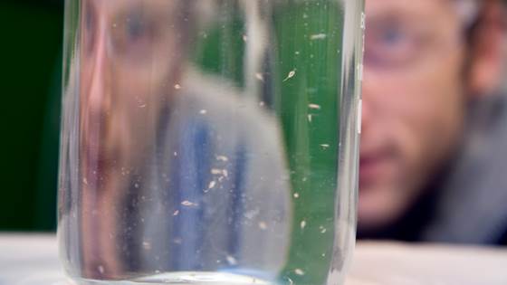 Ecotoxicology laboratory at SINTEF SeaLab